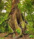 Kapok Baum im Regenwald in Costa Rica von Markus Lange Miniaturansicht