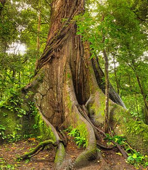 Kapok Baum im Regenwald in Costa Rica
