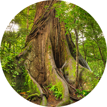 Kapokboom in het regenwoud in Costa Rica van Markus Lange