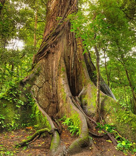 Kapok tree in the rainforest in Costa Rica