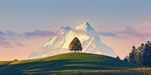 Een lindeboom voor de berg Schreckhorn, Zwitserland