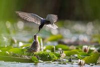 Guifette noire (Chlidonias niger) nourrit un poussin volant sur le nid, Zuid-Holland, Pays-Bas
