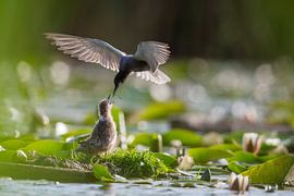 Guifette noire (Chlidonias niger) nourrit un poussin volant sur le nid, Zuid-Holland, Pays-Bas sur Nature in Stock