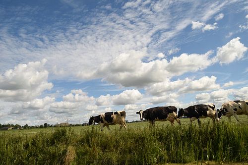 Koeien lopen weer naar de stal
