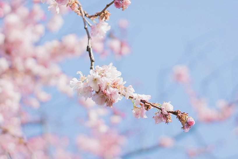 Fleur de cerisier par Marlous de Raad