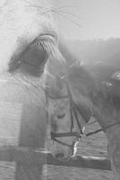 paarden oog