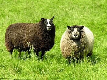 Twee schapen.