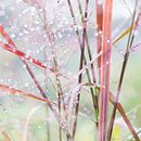 STYLING GRASS ON THE WALL by Manon Visser thumbnail