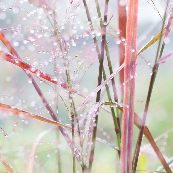 STYLING GRASS ON THE WALL by Manon Visser