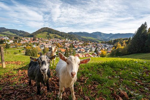 Uitzicht op Oberstaufen, Staufen en de Allgäuer Alpen met schattige geiten