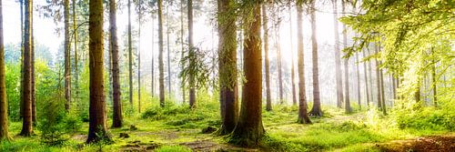 Forest at sunrise