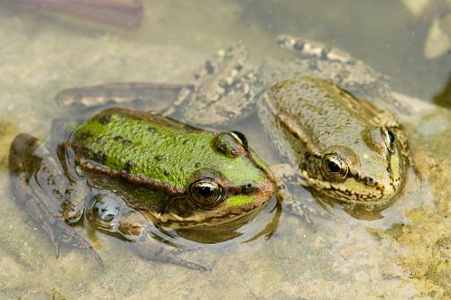 Twee kikkers