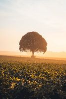 Lonely tree