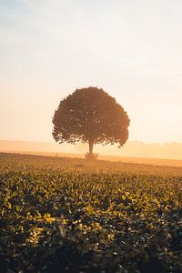 Einsamer Baum