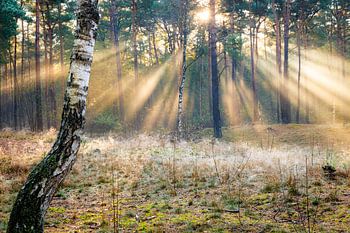 Bouleau dans la lumière du matin avec des rayons de soleil | Utrechtse Heuvelrug