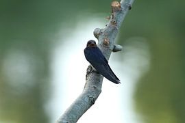 Barn Swallow by Sander Miedema