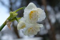Daffodils covered with ice/snow