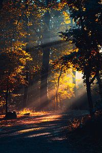 Chemin vers la lumière