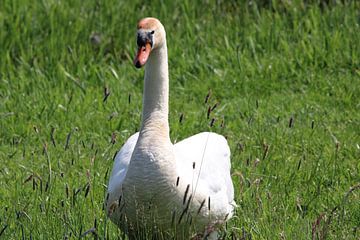 Mute swan with remarkable orange-brown patch on its head by Erik Mijnster