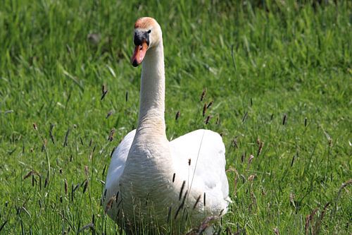 Mute swan with remarkable orange-brown patch on its head