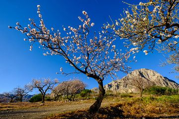 almond blossom tree
