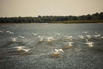 Swans by Valerie de Bliek