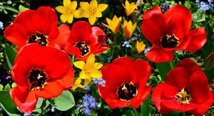 Bonjour le printemps !