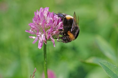 Macro-opname van een hommel