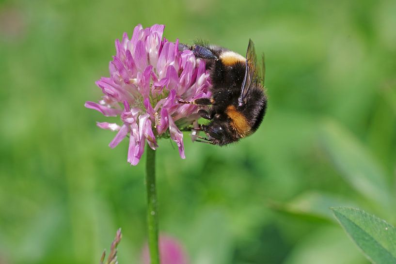 Macro shot of a bumblebee by cuhle-fotos