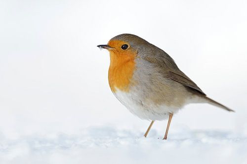 Rotkehlchen *Erithacus rubecula* im Schnee