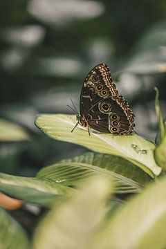 Schöner Schmetterling von Leen Van de Sande
