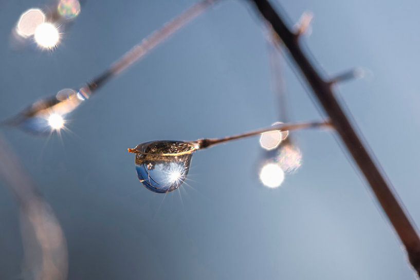 Morning dew on a plant by Thomas Heitz