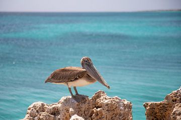 Aruba, pelikaan van Joyce Perez