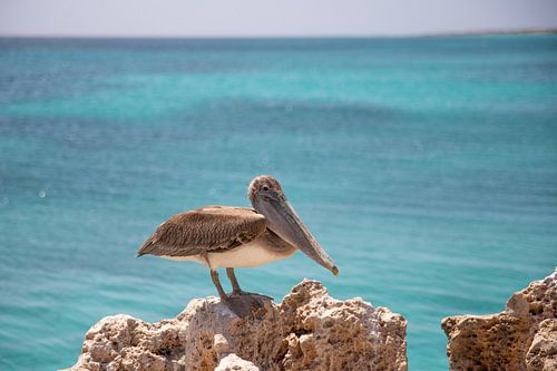 Aruba, pelican