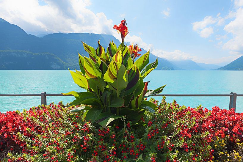 Bloemenversiering op de promenade langs het meer van Brienz van SusaZoom