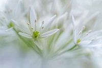 White beauty