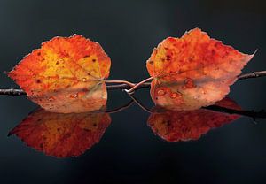 Laubblätter in Herbstfarben