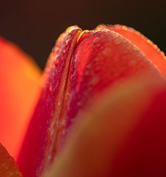 Close-up van een tulp van Davey Bogaard