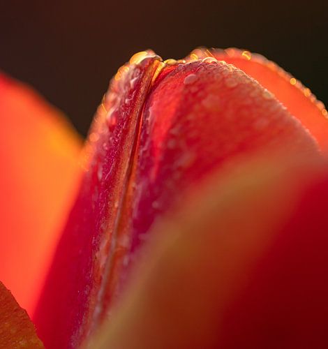 Gros plan sur une tulipe