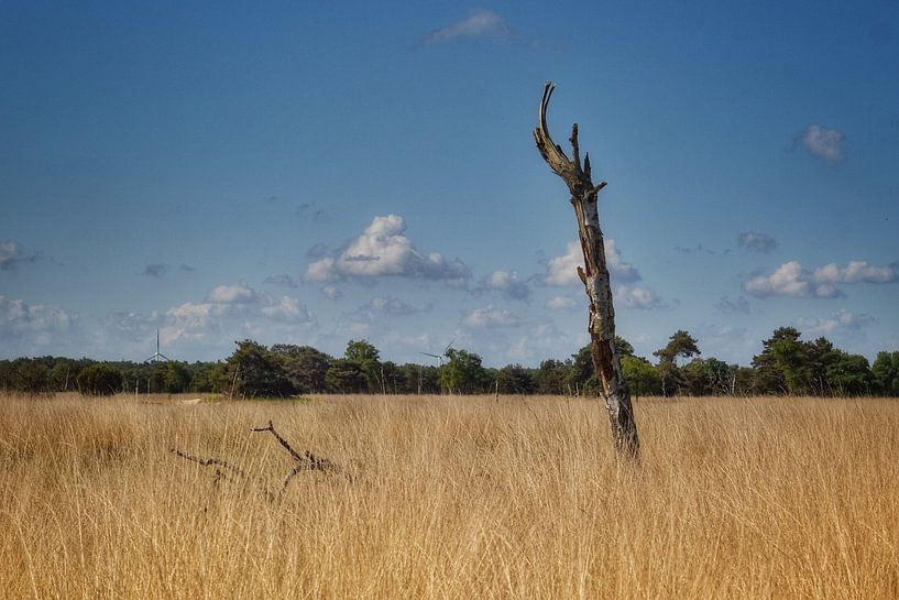 Einsamer Baum von Monique Verlouw
