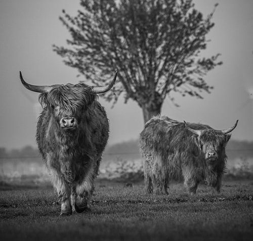 hooglanders op het grasland