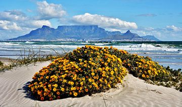Duinbloemen en de Tafelberg in Kaapstad van Werner Lehmann