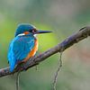 IJsvogel - Lenteochtend van IJsvogels.nl - Corné van Oosterhout