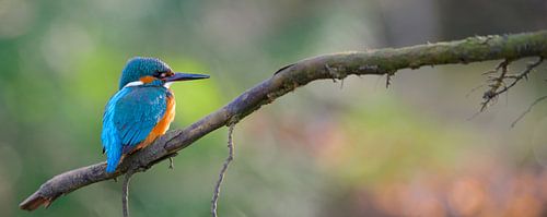 Kingfisher panorama