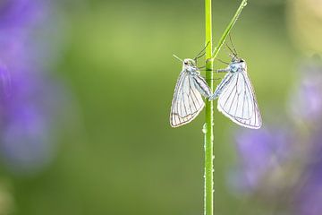 Vlinder, flinter van Karin Luttmer