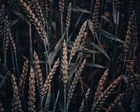 Cornfield