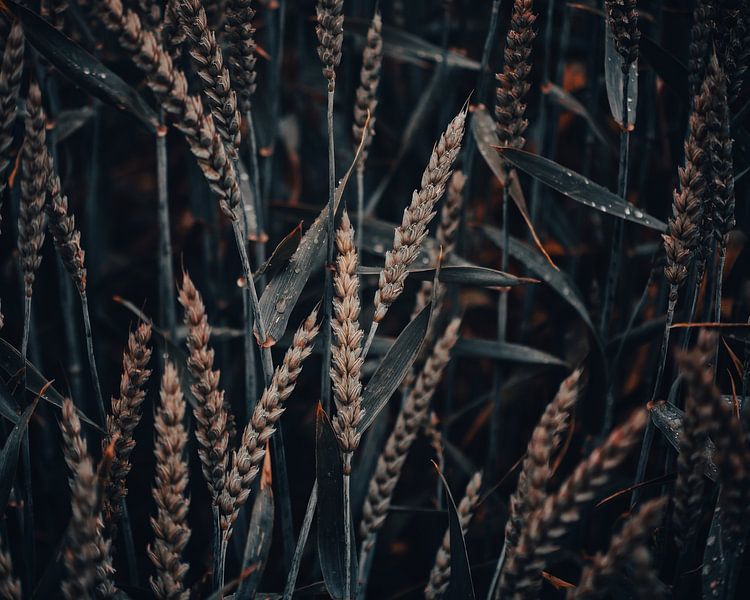 Cornfield by Bild.Konserve