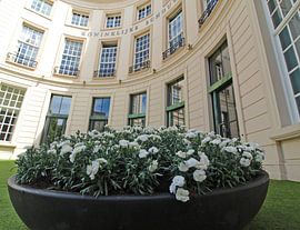 Witte anjers voor Veteranendag voor de Koninklijke Schouwburg Den Haag van Heleen Sandee
