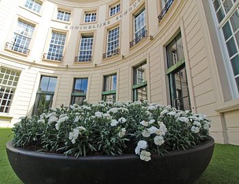 White carnations for Veterans’ Day outside the Royal Theatre in The Hague