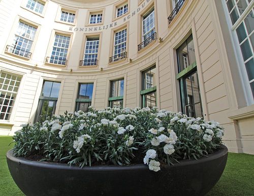 White carnations for Veterans’ Day outside the Royal Theatre in The Hague